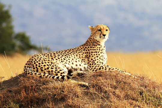 Fototapeta Cheetah on the Masai Mara in Africa
