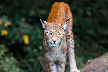 Luchs