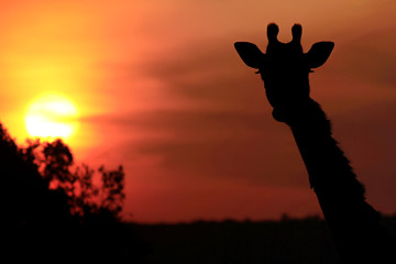 Giraffe Silhouette on the Masai Mara in Africa