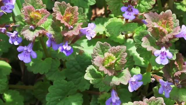 The Creeping Charlie plant, Ground-Ivy, Glechoma hederacea
