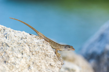 Lagartija Anolis