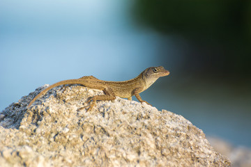 Lagartija Anolis
