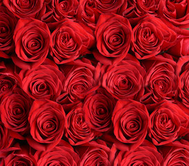 Beautiful red roses background