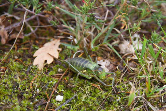Insecto ortoptero Chicharra alicorta o Grillo verde