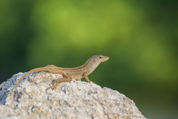 Lagartija Anolis