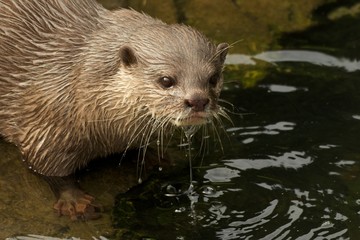Close-up of dripping wet Asian short-clawed otter