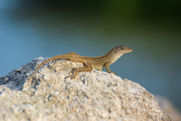 Lagartija Anolis