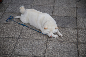 Akita Dog (Akita Inu, Japanese Akita) Puppy sleeping outdoor