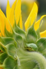 ヒマワリの花に蛙