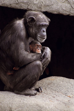 Chimpanzee Mother And Baby