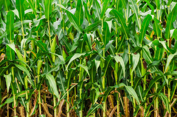Obraz premium Cornfield Close-up