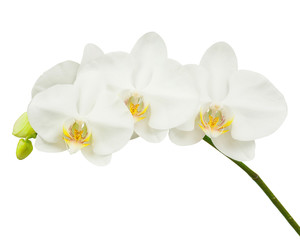 Obraz na płótnie Canvas Seven day old white orchid isolated on white background.