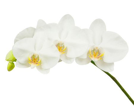 Fototapeta Seven day old white orchid isolated on white background.