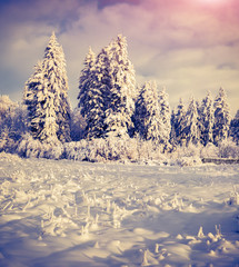 Winter landscape with fir-trees and fresh snow.