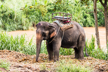 Obraz premium Elephant riding