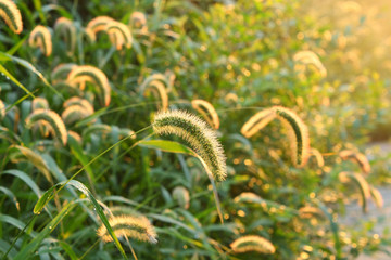 Foxtail grass