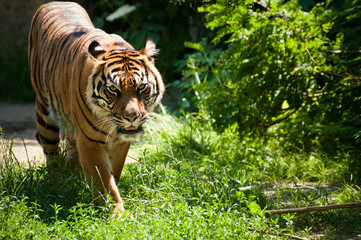 Fototapeta premium Malayan tiger