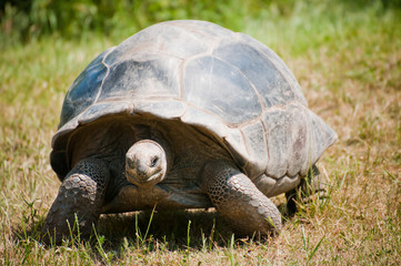 The Santa-Cruz Galápagos tortoise