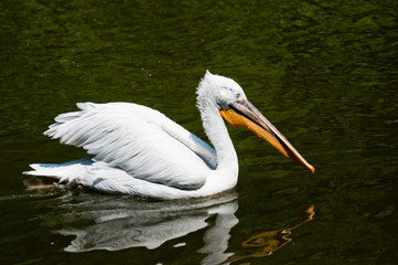 Pelican on calm sea wate