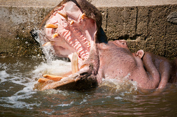 Hippopotamuses Showing Huge