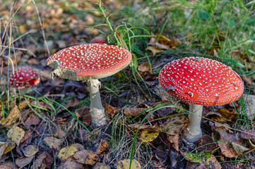 fly agaric in autumn forest