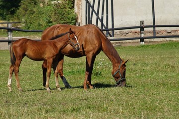 Fototapeta premium Horses on a farm in a summer meadow
