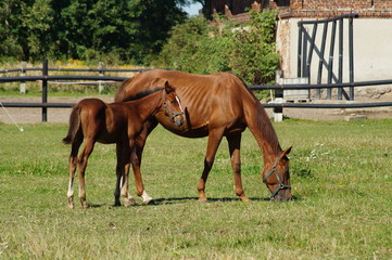 Naklejka na ściany i meble Horses on a farm in a summer meadow