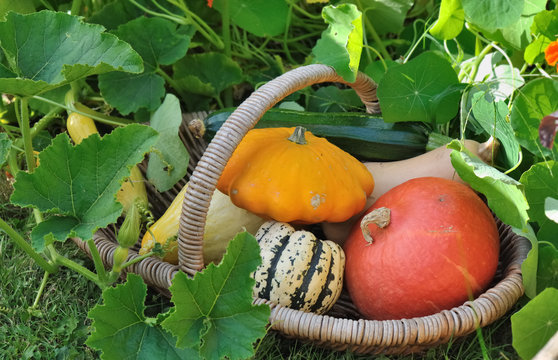 panier de courges dans potager