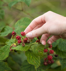 Female hands picking fruit
