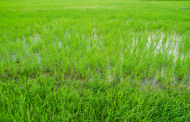 Fototapeta premium Green field in small farm