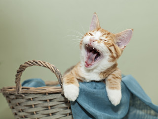 Ginger kitten yawning