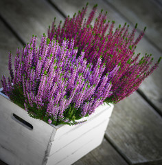 Calluna Vulgaris Heidekraut Dekoration