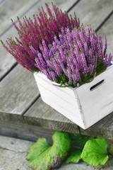 Calluna Vulgaris Heidekraut Dekoration Floristik