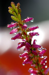 Calluna Vulgaris Heidekraut Makro