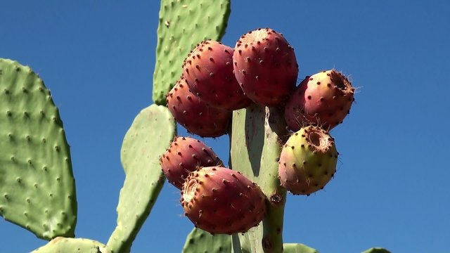 Ripe fruits at the Opuntia ficus-indica (Indian fig opuntia).