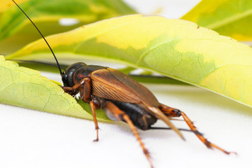 black cricket