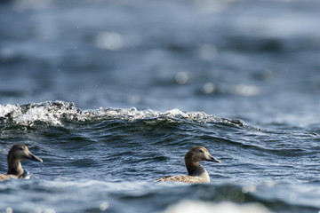 Somateria molissima, Common Eider.