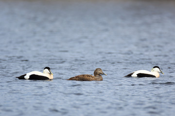 Fototapeta premium Somateria molissima, Common Eider.