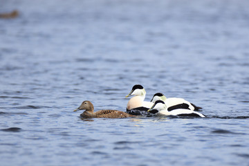 Somateria molissima, Common Eider.