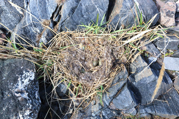 Somateria molissima, Common Eider.
