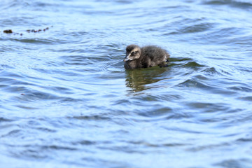 Somateria molissima, Common Eider.