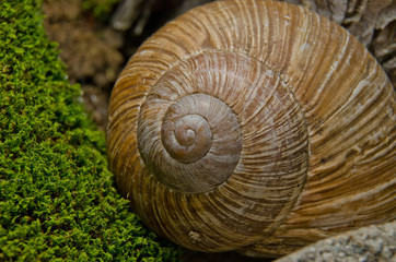snail conch