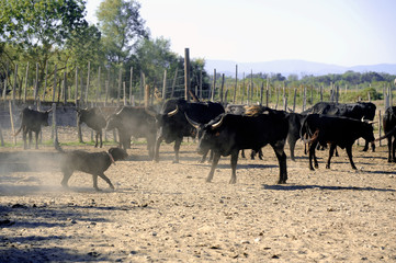 the herdsman bull dog at work
