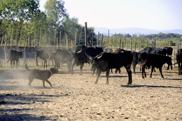 Deurstickers the herdsman bull dog at work © Gilles Paire