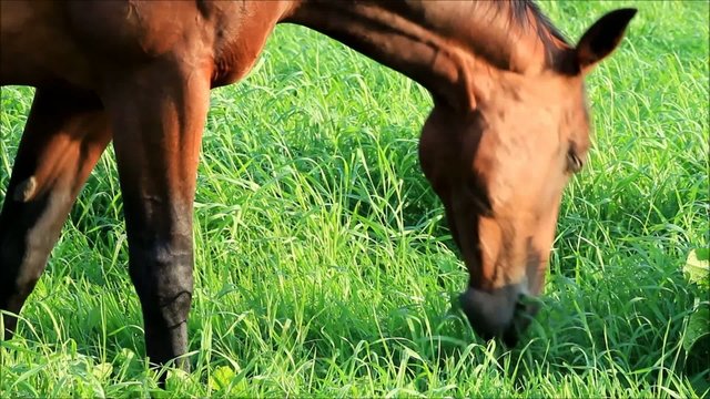Pferd frisst fisches Gras auf der Wiese
