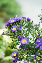 Violet Asters