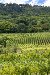 Naklejka premium Vignobles de Chatenois, Alsace, Bas Rhin