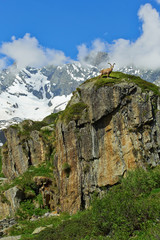 Steinbock in den Alpen auf einem Felsen