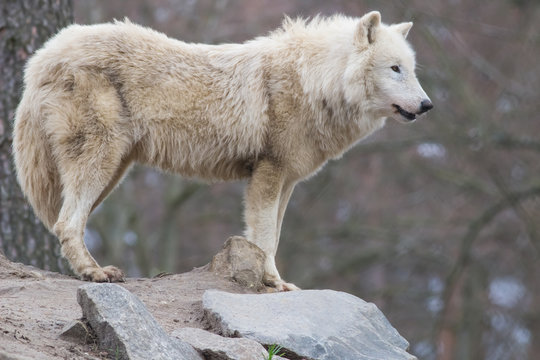 wolf on the rock