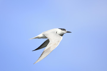 ハシブトアジサシ飛翔